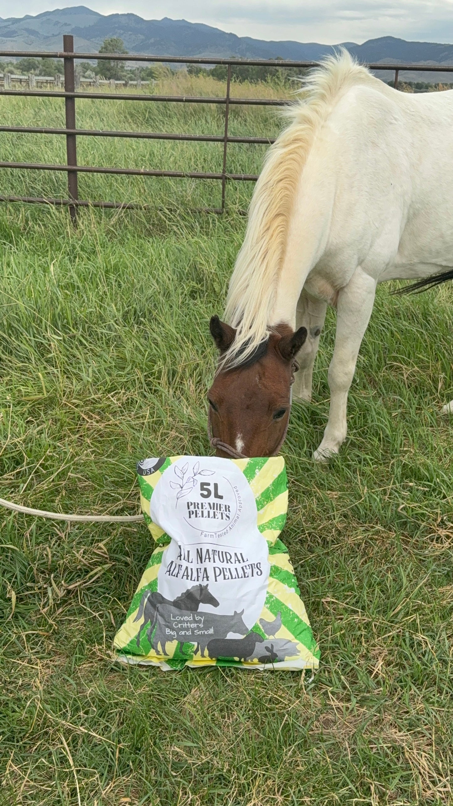 Certified Alfalfa Pellets 40lb