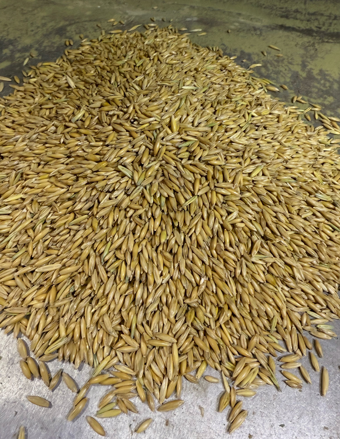 5L Premier Whole Oats